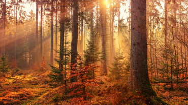 Shafts of sunlight peeping through an autumnal forest blazing with orange leaves.