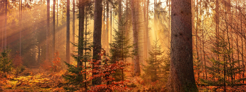 Shafts of sunlight peeping through an autumnal forest blazing with orange leaves.