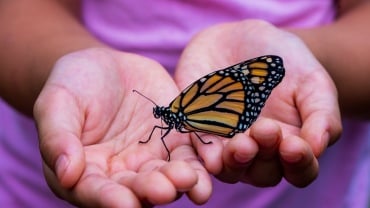 Butterfly on a person's outstretched hands