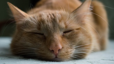 Close up of a sleeping cat's face