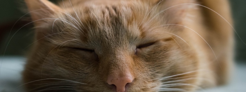 Close up of a sleeping cat's face