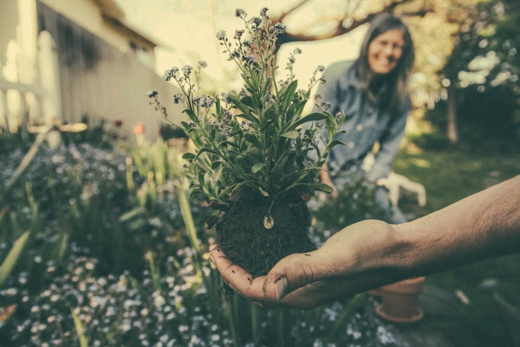 A hand holding an unpotted lavender plant.