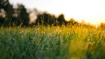 Dew sparkling on green grass in the morning sunlight.