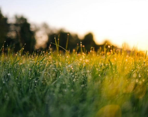 Dew sparkling on green grass in the morning sunlight.