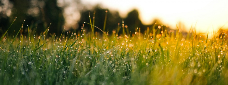 Dew sparkling on green grass in the morning sunlight.