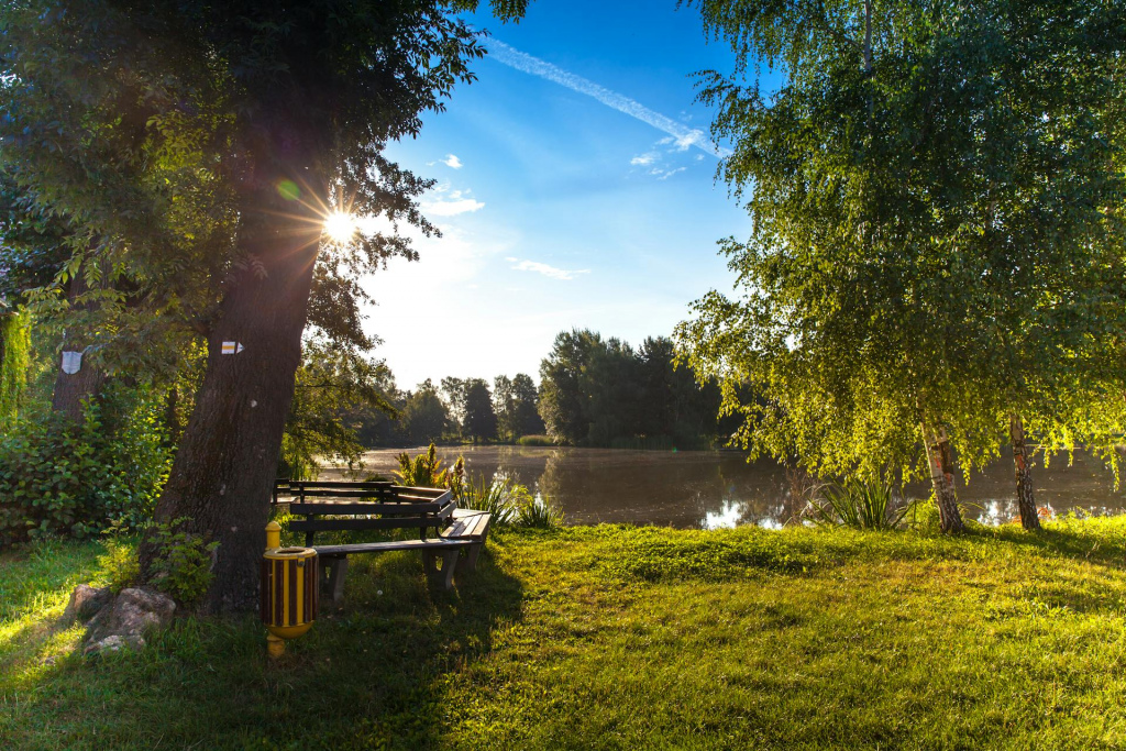 Trees, grass and a bench next to a body of water.