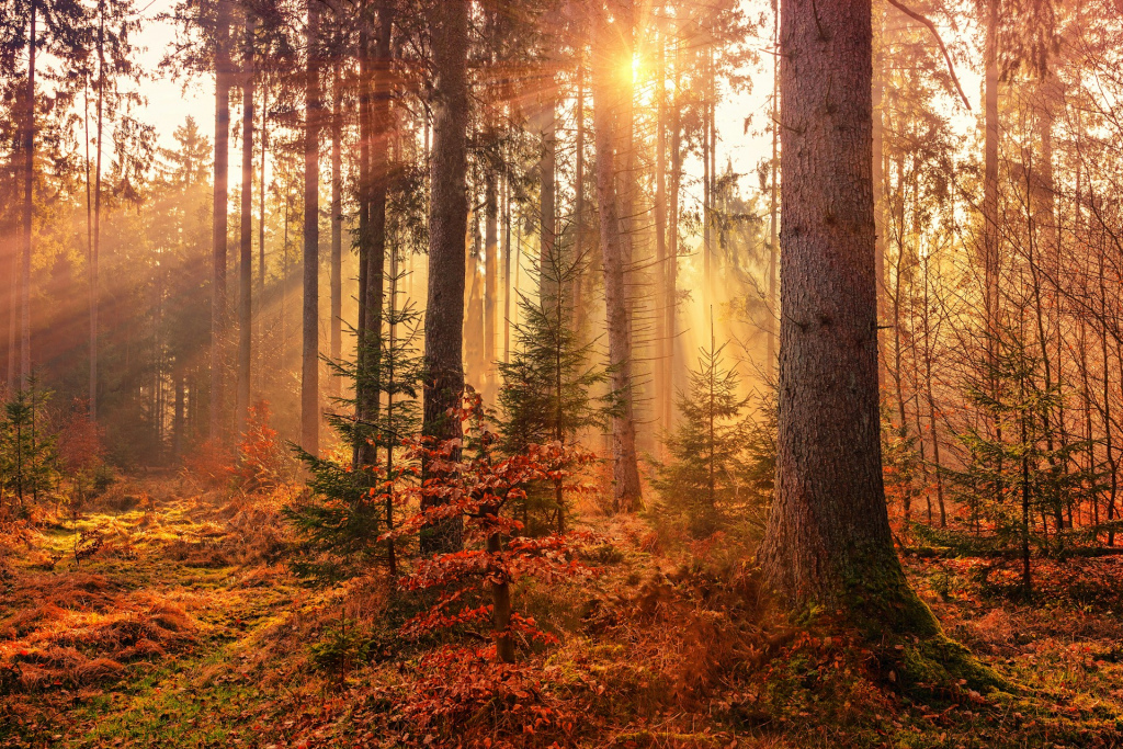 A forest in sunlight with autumn colours.