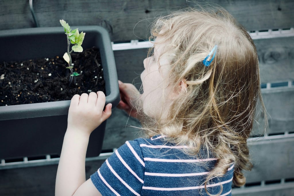 A small child staring with their mouth open - in apparent wonder - at a green plant growing in a tub.